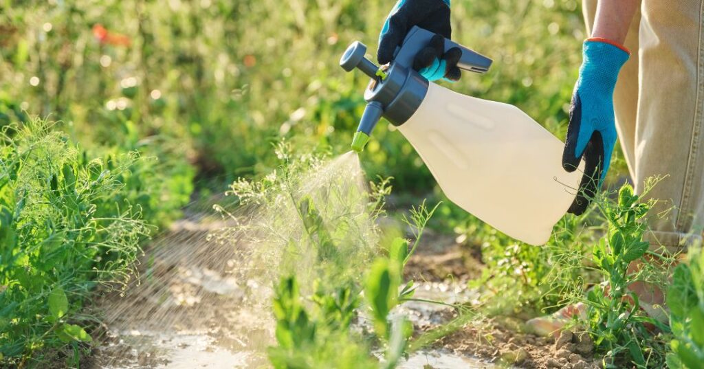 controle de pragas em Niterói