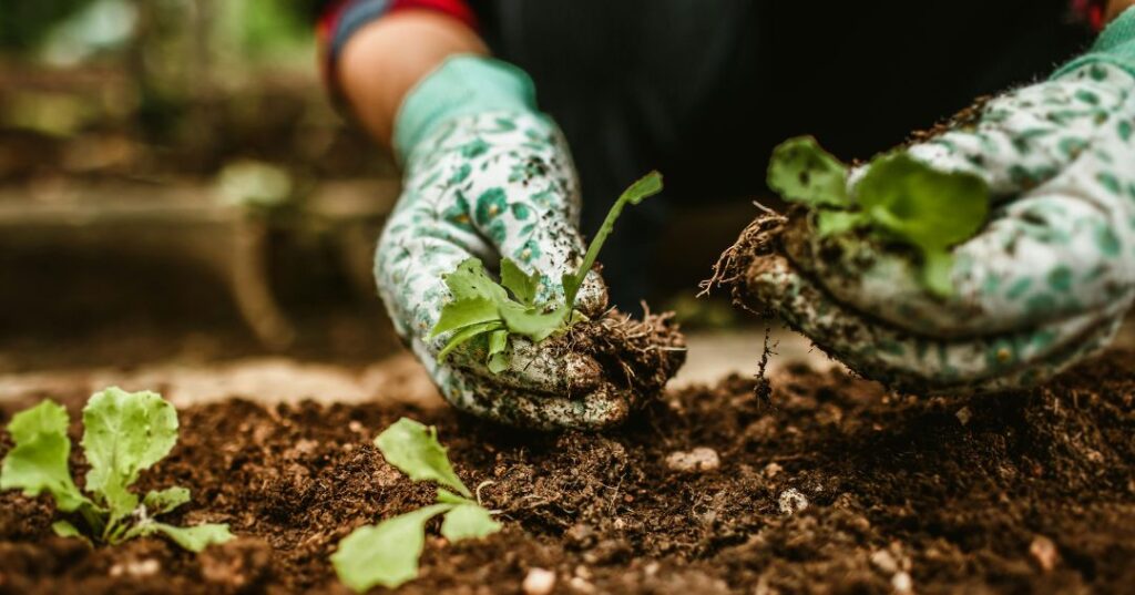 manutenção de jardins em Niterói